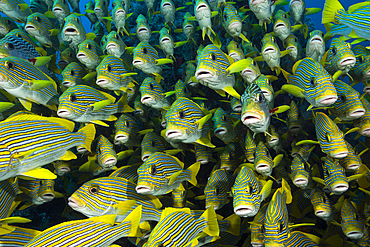 Shoal of Yellow-ribbon Sweetlips, Plectorhinchus polytaenia, Raja Ampat, West Papua, Indonesia