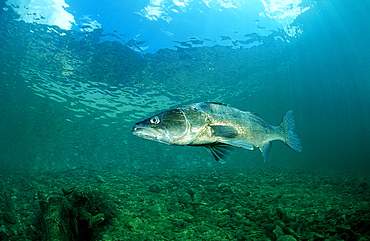 pikeperch, Sander lucioperca, Germany, Bavaria