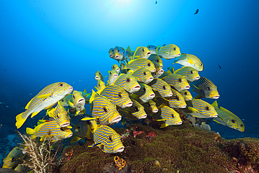 Shoal of Yellow-ribbon Sweetlips, Plectorhinchus polytaenia, Raja Ampat, West Papua, Indonesia