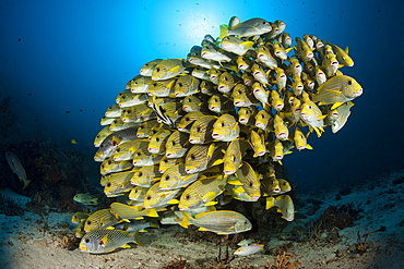 Shoal of Yellow-ribbon Sweetlips, Plectorhinchus polytaenia, Raja Ampat, West Papua, Indonesia