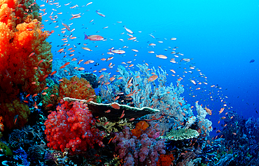 Coral reef, Indonesia, Indian Ocean, Komodo National Park