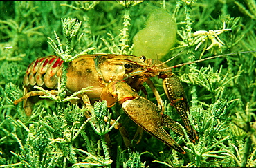 Freshwater crayfish, Astacus leptodactylus, Austria, K?rnten