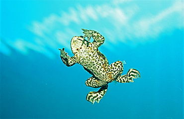 Toad swimming to water surface, Bufo bufo, Germany, Bavaria