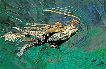 Toad swimming to water surface, Bufo bufo, Germany, Bavaria