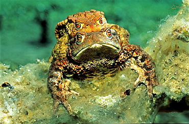 Mating toads, Bufo bufo, Germany, Bavaria