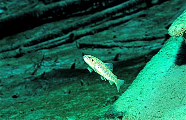 Trout, Salmo trutta, Austria, Fernsteinsee, Tirol