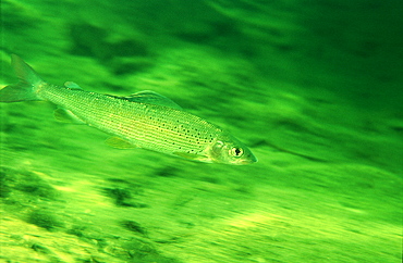 Grayling, Thymallus thymallus, Austria, Salzkammergut, Traun