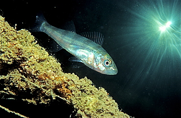 perch, Perca flluviatilis, Germany, Bavaria, Starnberger See