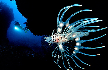 Spotfin lionfish and scuba diver, Pterois antennata, Maldives Island, Indian Ocean, Ari Atol