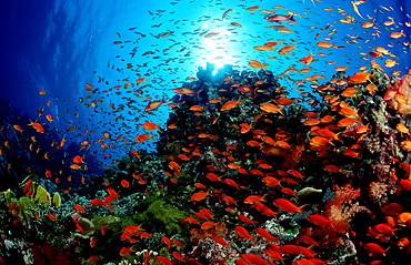 Lyretail anthias, Pseudanthias squamipinnis, Jordan, Red Sea