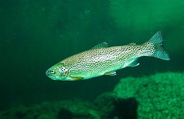 rainbow trout, Oncorhynchus mykiss, Germany, Bavaria