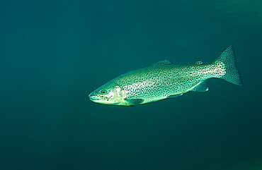 rainbow trout, Oncorhynchus mykiss, Germany, Bavaria