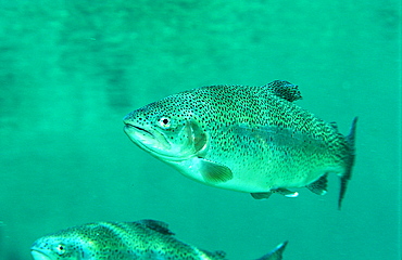 rainbow trout, Oncorhynchus mykiss, Germany, Bavaria