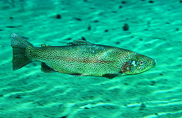 rainbow trout, Oncorhynchus mykiss, Germany, Bavaria