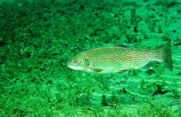 rainbow trout, Oncorhynchus mykiss, Germany, Bavaria