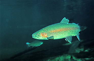 rainbow trout, Oncorhynchus mykiss, Germany, Bavaria