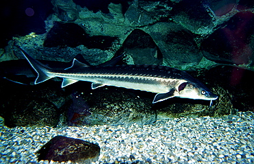 Russian sturgeon, Danube sturgeon, Osetr, Acipenser gueldenstaedti, Acipenser g?ldenstaedti, Romania, Volga river, Black Sea