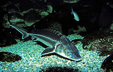 Russian sturgeon, Danube sturgeon, Osetr, Acipenser gueldenstaedti, Acipenser g?ldenstaedti, Romania, Volga river, Black Sea