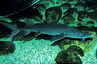 Sterlet, sturgeon, Acipenser ruthenus, Romania, Volga river, Black Sea