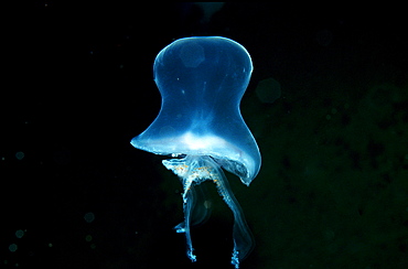 Moon Jellyfish, Aurelia aurita, Norway, Atlantic ocean, north atlantic ocean