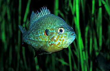 Pumpkinseed Sunfish, Pumpkinseed sunfish, Punkies, Yellow sunfish, Lepomis gibbosus, North america, america, USA, Florida