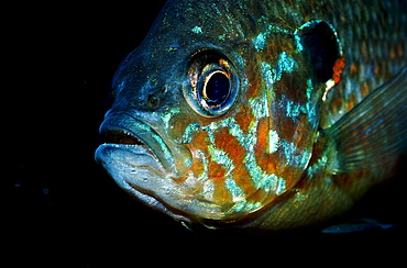 Pumpkinseed Sunfish (Lepomis Gibbosus), Florida, USA