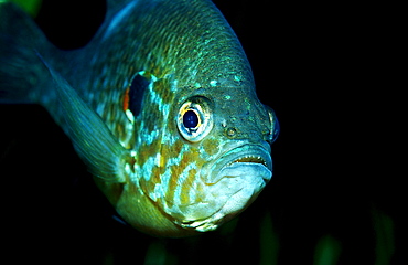 Pumpkinseed Sunfish, Pumpkinseed sunfish, Punkies, Yellow sunfish, Lepomis gibbosus, North america, america, USA, Florida