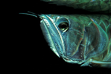 Arawana, aruana, Osteoglossum bicirrhosum, Brasilia, Amazon Basin