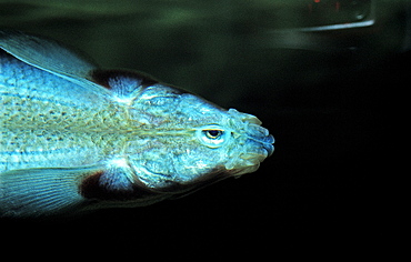 Largescale Foureyefish, Anableps anaplebs, Brasilia, Amazon Basin