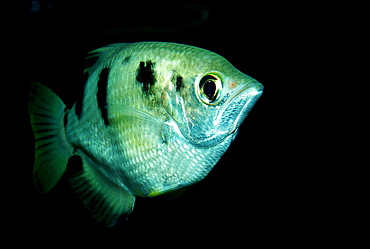 Banded Archerfish, Toxotes jaculatrix, India, Mangroves