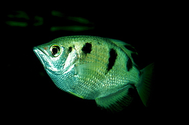 Banded Archerfish, Toxotes jaculatrix, India, Mangroves