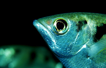 Banded Archerfish, Toxotes jaculatrix, India, Mangroves