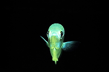 Banded Archerfish, Toxotes jaculatrix, India, Mangroves