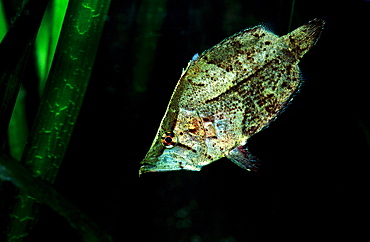 South american leaf fish, Monocirrhus polyacanthus, South america, Rio Negro, Orinoco, West Guyana, Amazon