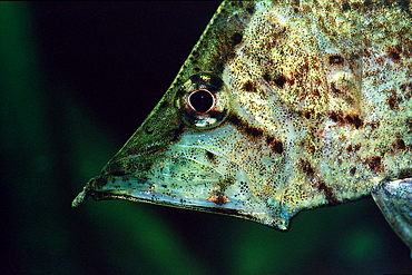 South american leaf fish, Monocirrhus polyacanthus, South america, Rio Negro, Orinoco, West Guyana, Amazon