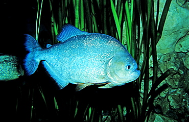 Red piranha, Serrasalmus nattereri, South america, freshwater river, Amazon Basin