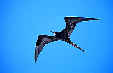 Great Frigate, Fregata minor, South america, Gal?pagos, Galapagos, Island