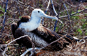 Great Frigate, Fregata minor, South america, Gal?pagos, Galapagos, Island