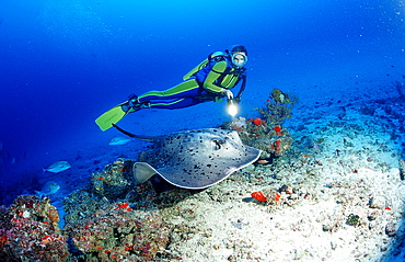 Black-spotted stingray and scuba diver, Taeniura meyeni, Maldives Islands, Indian ocean, Ari Atol, Atoll