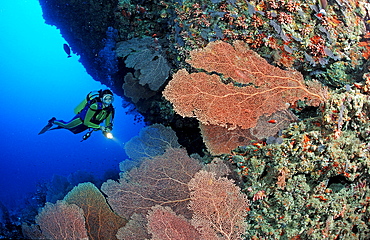 Scuba diver and Coral reef, Maldives Islands, Indian ocean, Ari Atol, Atoll