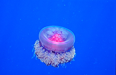 Crown jellyfish, Netrostoma setouchina, Sudan, Red Sea