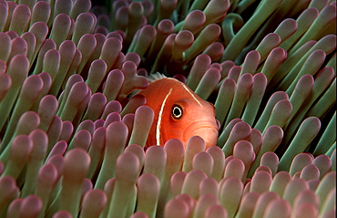 Pink anemonefish, Amphiprion perideraion, Palau, Pacific ocean