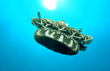 Jellyfish, Papua New Guinea, Pacific ocean