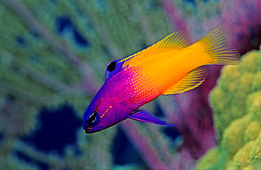 Royal gramma, fairy basslets, Gramma loreto, Tobago, Caribbean Sea