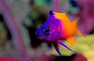 Royal gramma, fairy basslets, Gramma loreto, Bahamas, Caribbean Sea