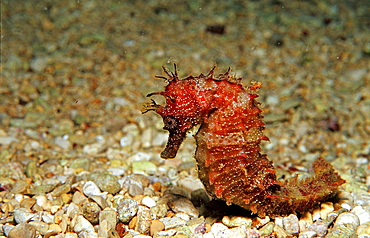 Speckled Seahorse, Long-snouted seahorse, Hairy Seahorse, Hippocampus guttulatus, Spain, Mallorca, Mediterranean Sea