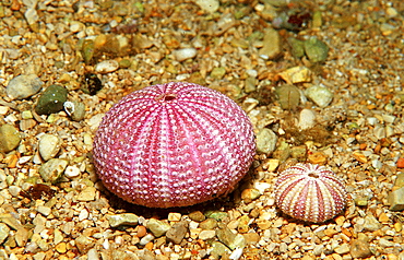 Dead violet sea urchin, Sphaerechinus granularis, Greece, Mediterranean Sea