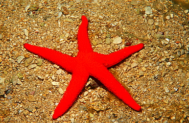 common starfish, Echinaster sepositus, Greece, Mediterranean Sea