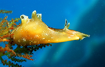 little sea hare, Aplysia rosea, Croatia, Istria, Mediterranean Sea