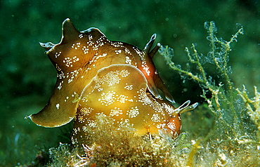 mating little sea hare, Aplysia rosea, Croatia, Istria, Mediterranean Sea